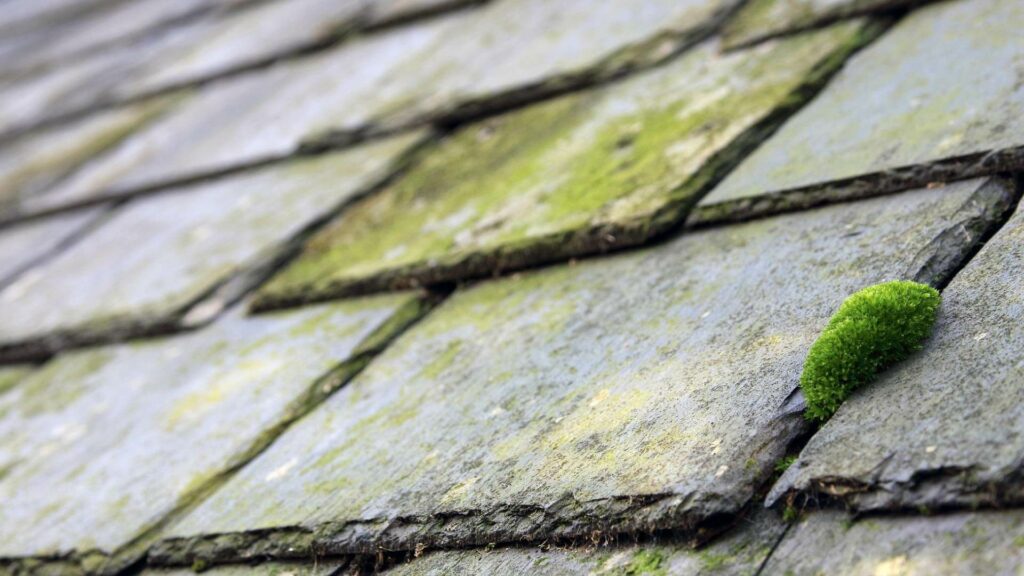 Les Petits Couvreurs de la Loire - Couvreur en Loire-Atlantique - Démoussage ardoise mousse